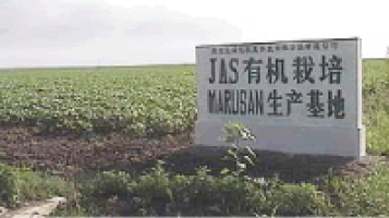 【写真】中国有機大豆畑