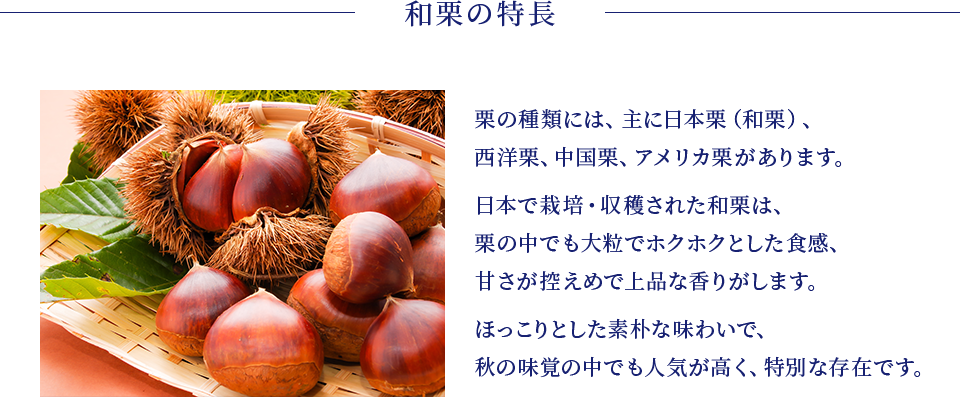和栗の特徴：栗の種類には、主に日本栗（和栗）、西洋栗、中国栗、アメリカ栗があります。
              日本で栽培・収穫された和栗は、栗の中でも大粒でホクホクとした食感、甘さが控えめで上品な香りがします。
              ほっこりとした素朴な味わいで、秋の味覚の中でも人気が高く、特別な存在です。